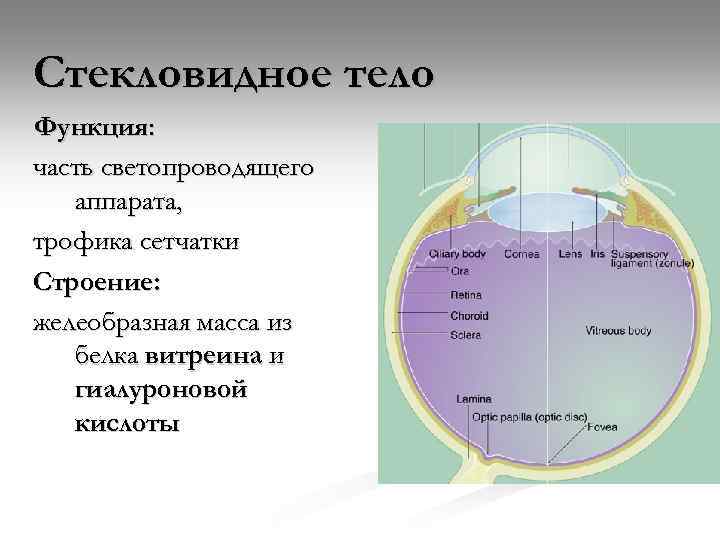 Стекловидное тело Функция: часть светопроводящего аппарата, трофика сетчатки Строение: желеобразная масса из белка витреина