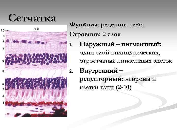 Сетчатка функции