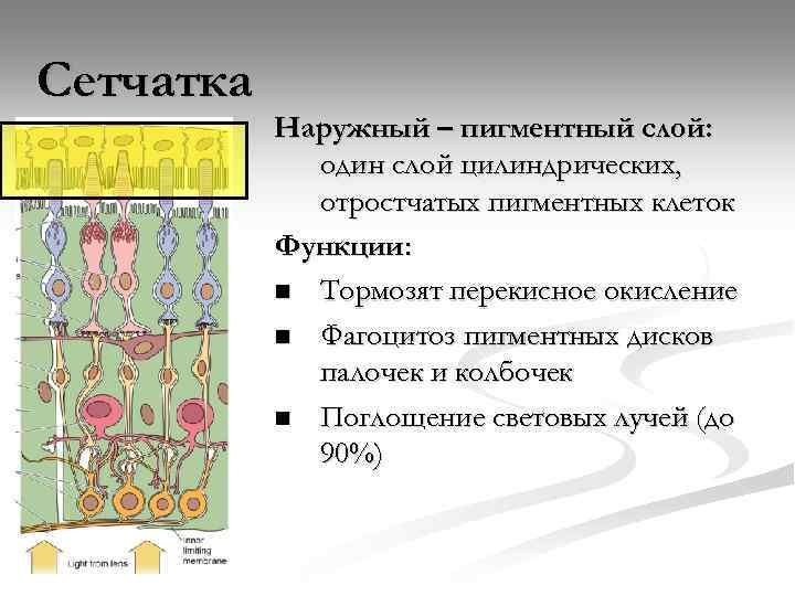 Клетки пигментного эпителия. Пигментный слой сетчатки. Слой пигментных клеток сетчатки. Пигментные клетки сетчатки участвуют в. Функции пигментных клеток сетчатки.