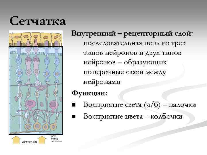 Сетчатка Внутренний – рецепторный слой: последовательная цепь из трех типов нейронов и двух типов