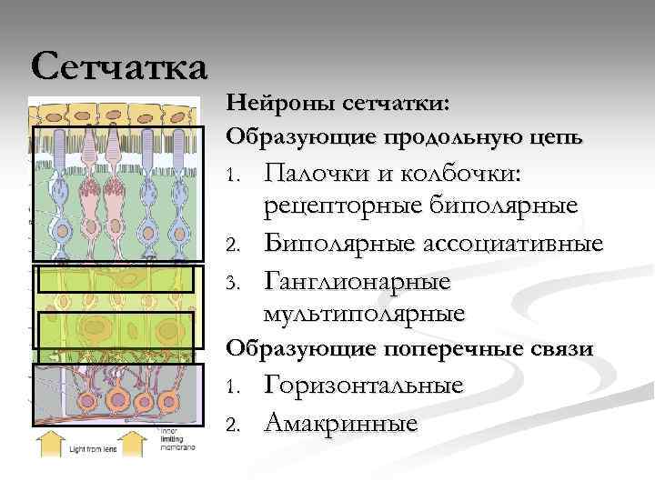 Сетчатка Нейроны сетчатки: Образующие продольную цепь 1. 2. 3. Палочки и колбочки: рецепторные биполярные