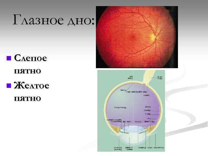 Глазное дно: n Слепое пятно n Желтое пятно 