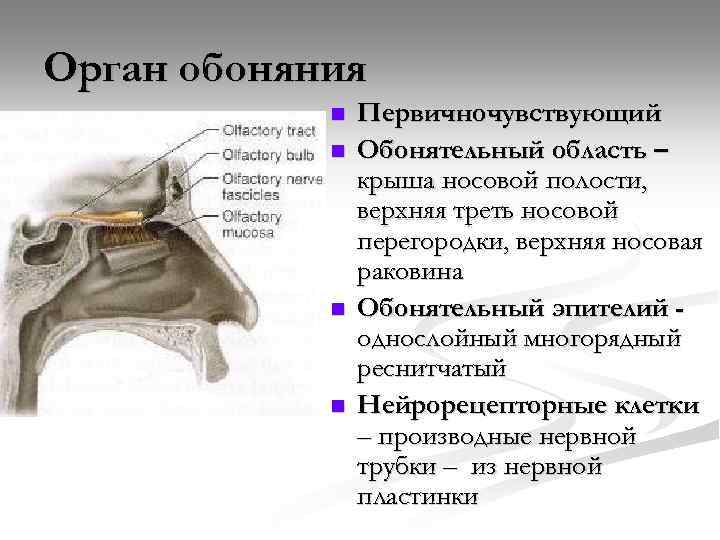 Орган обоняния n n Первичночувствующий Обонятельный область – крыша носовой полости, верхняя треть носовой