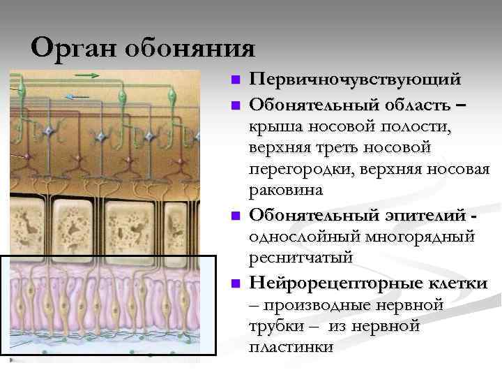 Орган обоняния n n Первичночувствующий Обонятельный область – крыша носовой полости, верхняя треть носовой