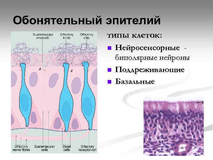 Обонятельный эпителий типы клеток: n n n Нейросенсорные биполярные нейроны Поддреживающие Базальные 