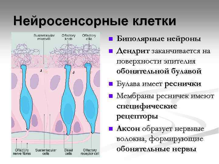 Нейросенсорные клетки n n n Биполярные нейроны Дендрит заканчивается на поверхности эпителия обонятельной булавой