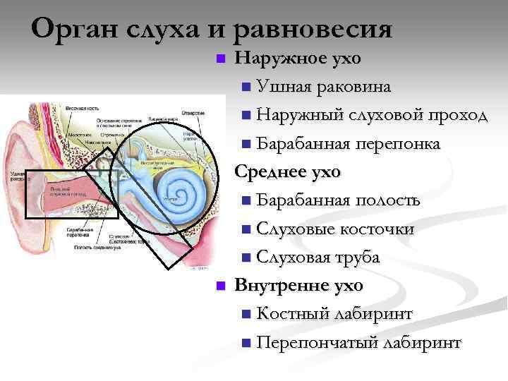 Орган слуха и равновесия n n n Наружное ухо n Ушная раковина n Наружный