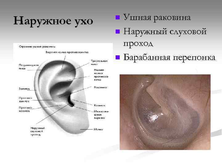 Наружное ухо Ушная раковина n Наружный слуховой проход n Барабанная перепонка n 