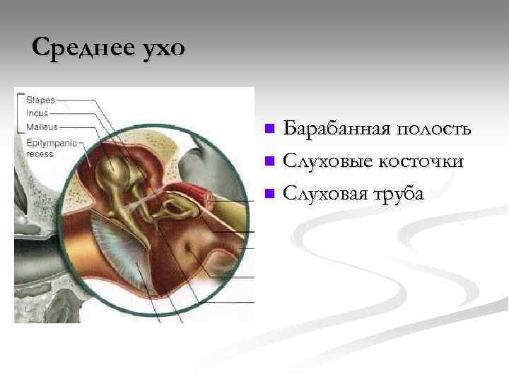 Среднее ухо. Слуховая косточка барабанной полости среднего уха. Барабанная полость и слуховая труба. Стремечко среднее ухо внутреннее ухо. Слуховые косточки в барабанной полости.