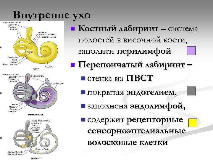 Полость внутреннего уха заполнена воздухом. Перепончатый Лабиринт внутреннего уха функции. Костный и перепончатый Лабиринт функции. Костный Лабиринт внутреннего уха. Костный и перепончатый Лабиринт внутреннего уха.