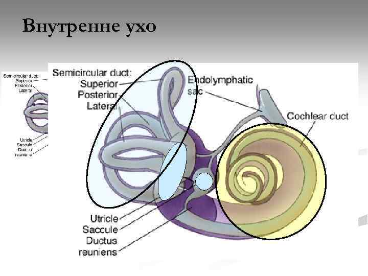 Внутренне ухо n Перепончатый лабиринт – n Мешочек n Маточка n Три полукружных канала