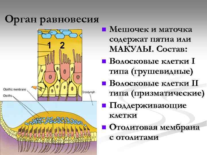 Орган равновесия 1 2 Мешочек и маточка содержат пятна или МАКУЛЫ. Состав: n Волосковые