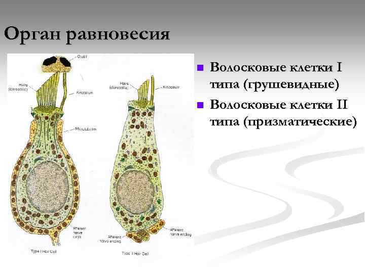 Орган равновесия n n Волосковые клетки I типа (грушевидные) Волосковые клетки II типа (призматические)