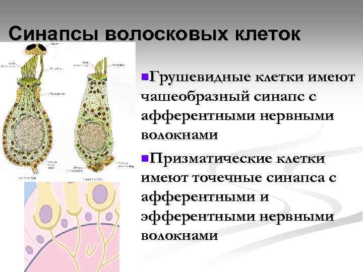 Синапсы волосковых клеток n. Грушевидные клетки имеют чашеобразный синапс с афферентными нервными волокнами n.