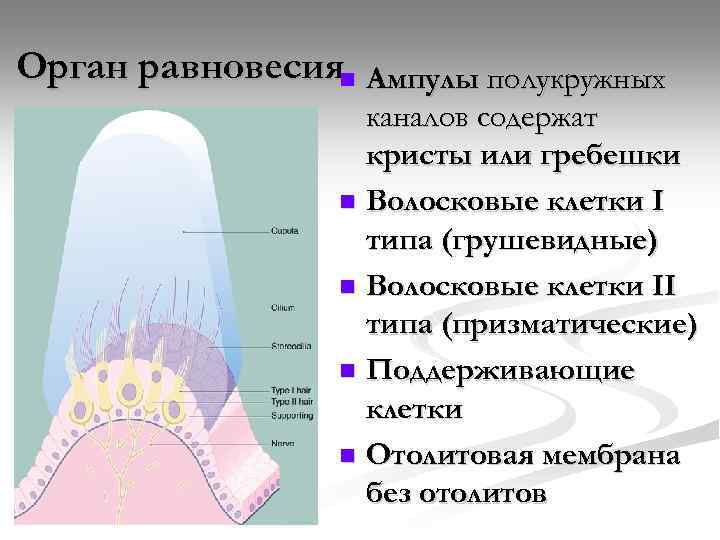 Схема строения ампулярного гребешка