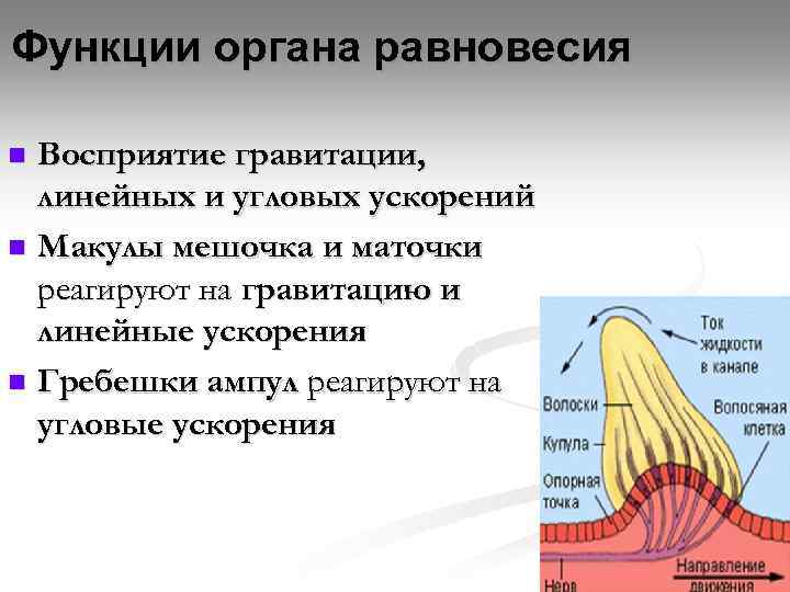 Функции органа равновесия Восприятие гравитации, линейных и угловых ускорений n Макулы мешочка и маточки