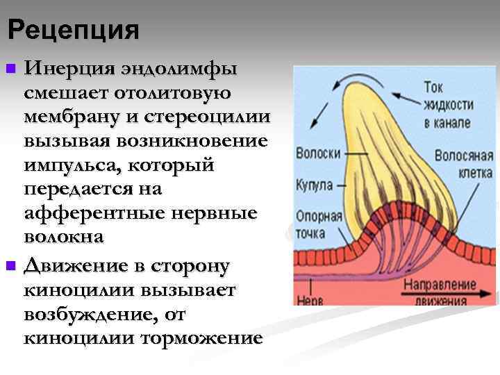 Рецепция Инерция эндолимфы смешает отолитовую мембрану и стереоцилии вызывая возникновение импульса, который передается на