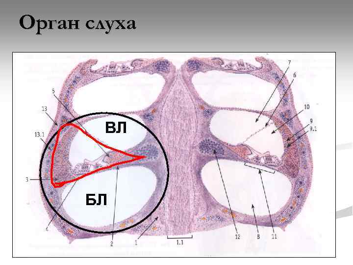 Орган слуха ВЛ БЛ 