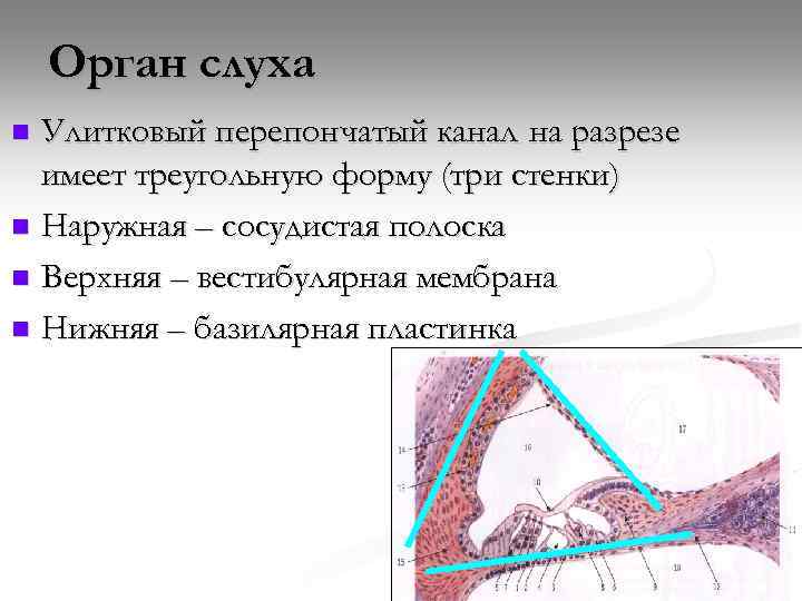 Орган слуха Улитковый перепончатый канал на разрезе имеет треугольную форму (три стенки) n Наружная