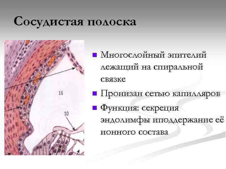 Сосудистая полоска Многослойный эпителий лежащий на спиральной связке n Пронизан сетью капилляров n Функция: