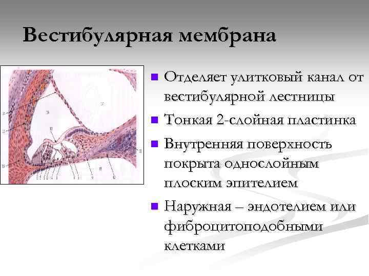 Вестибулярная мембрана Отделяет улитковый канал от вестибулярной лестницы n Тонкая 2 -слойная пластинка n