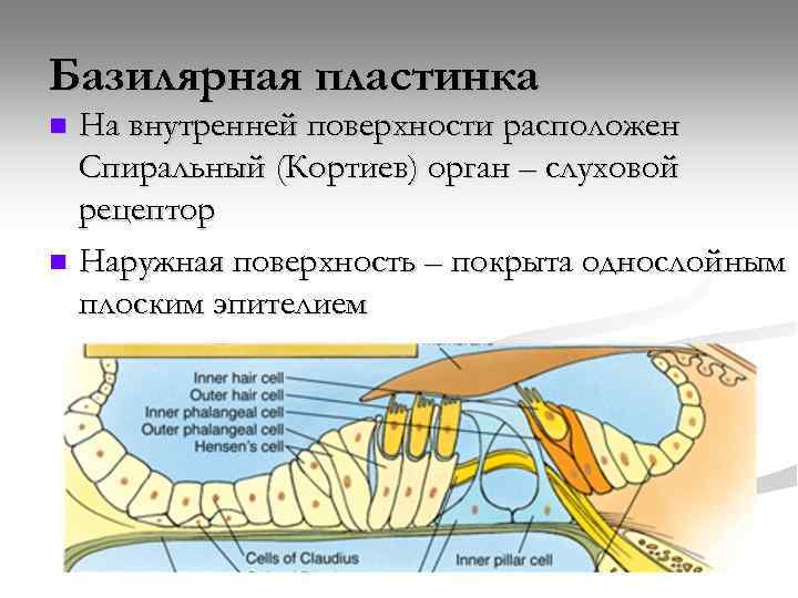 Базилярная пластинка На внутренней поверхности расположен Спиральный (Кортиев) орган – слуховой рецептор n Наружная