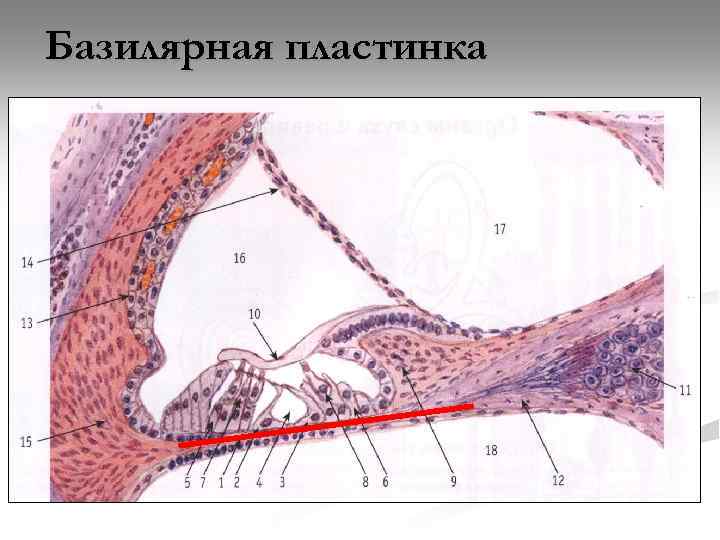 Базилярная пластинка 