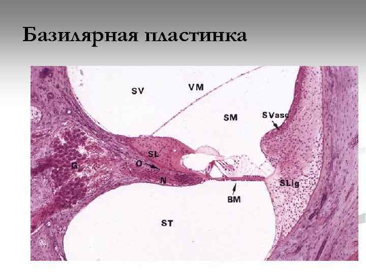 Базилярная пластинка 