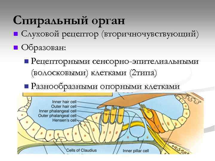 Спиральный орган Слуховой рецептор (вторичночувствующий) n Образован: n Рецепторными сенсорно-эпителиальными (волосковыми) клетками (2 типа)