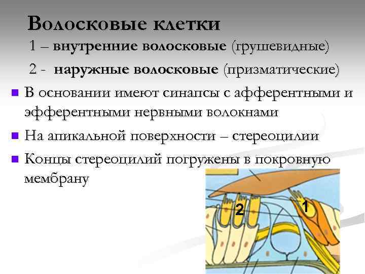 Волосковые клетки 1 – внутренние волосковые (грушевидные) 2 - наружные волосковые (призматические) n В