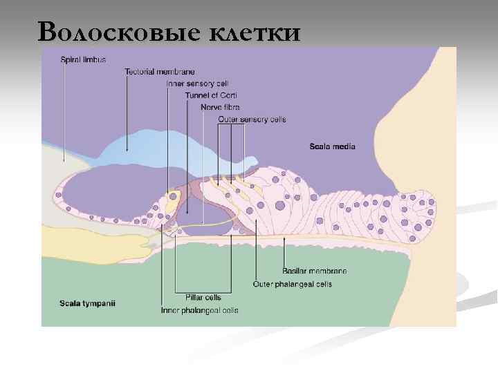 Волосковые клетки 