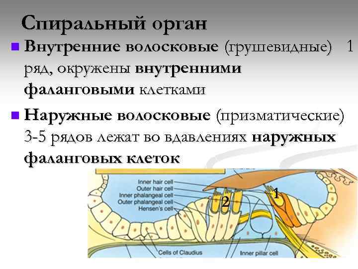 Спиральный орган n Внутренние волосковые (грушевидные) 1 ряд, окружены внутренними фаланговыми клетками n Наружные