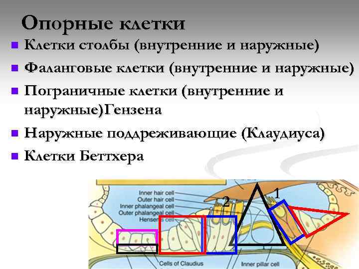 Опорные клетки Клетки столбы (внутренние и наружные) n Фаланговые клетки (внутренние и наружные) n