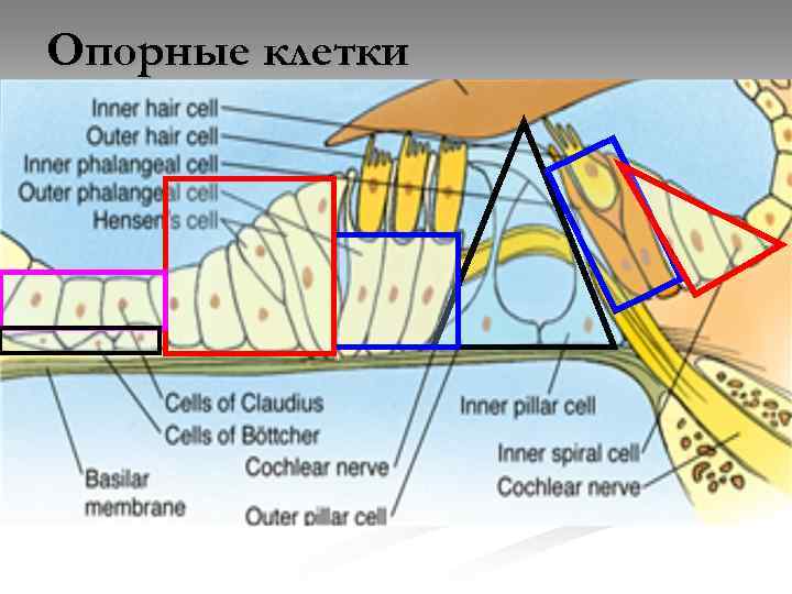 Опорные клетки 