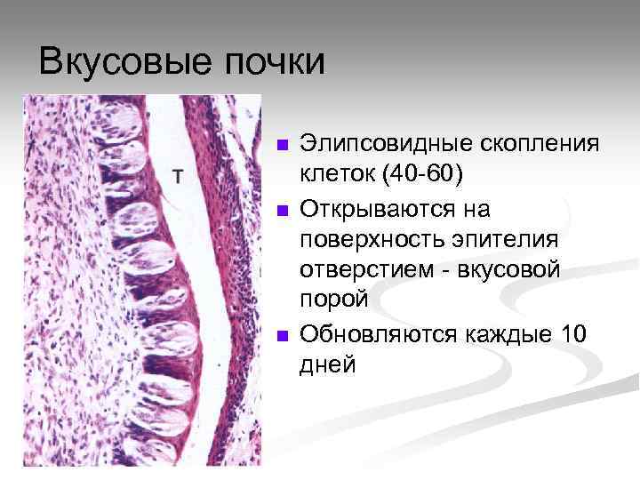 Вкусовые почки n n n Элипсовидные скопления клеток (40 -60) Открываются на поверхность эпителия