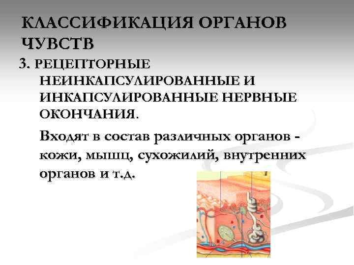 Классификация органов анатомия. Инкапсулированные и неинкапсулированные нервные окончания. Неинкапсулированные рецепторное нервные окончания. Классификация органов чувств гистология. Нервные окончания (инкапсулированные и не инкапсулированные.