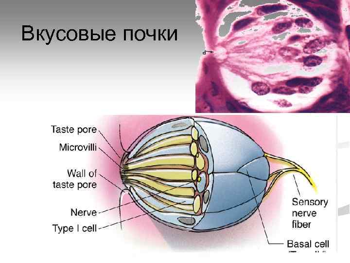 Вкусовые почки 