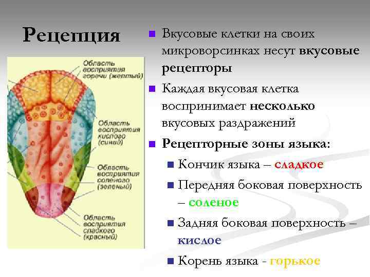 Рецепция n n n Вкусовые клетки на своих микроворсинках несут вкусовые рецепторы Каждая вкусовая