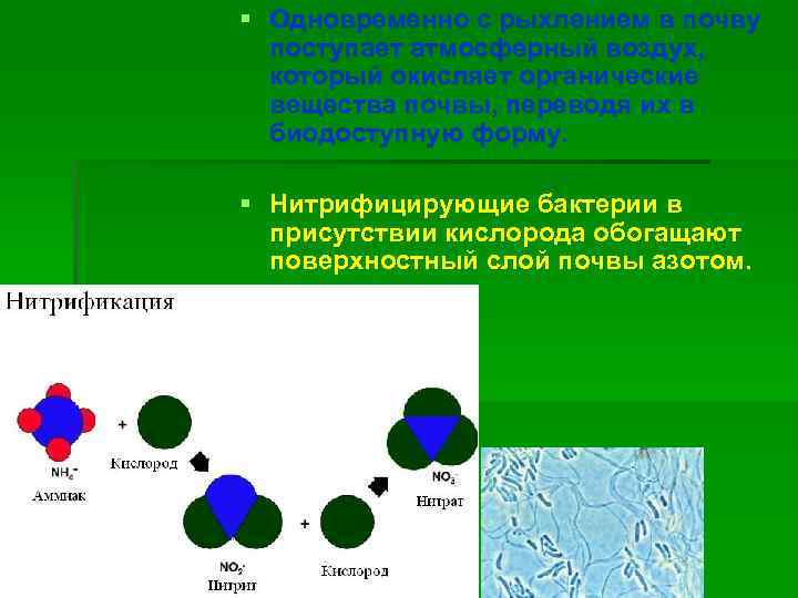 § Одновременно с рыхлением в почву поступает атмосферный воздух, который окисляет органические вещества почвы,