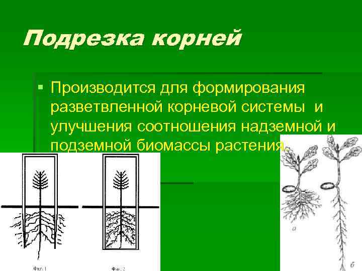 Особенности строения корневой системы у кактуса