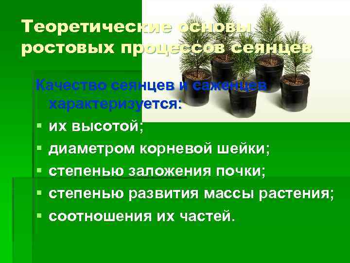 Теоретические основы ростовых процессов сеянцев Качество сеянцев и саженцев характеризуется: § их высотой; §