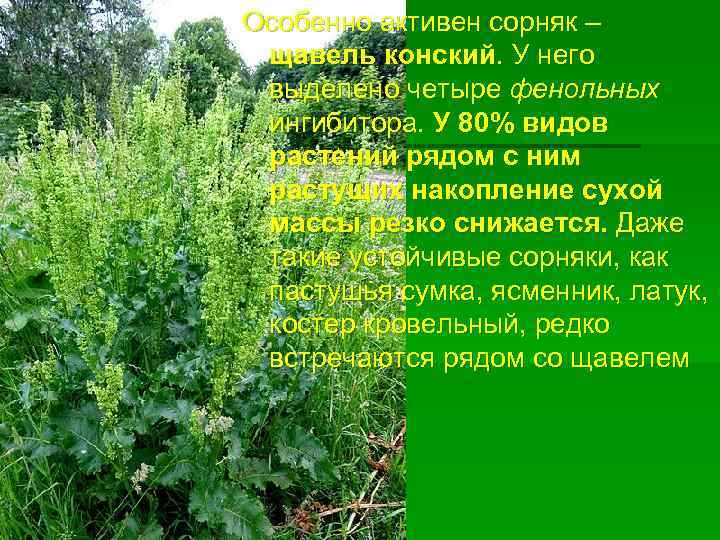 Особенно активен сорняк – щавель конский. У него выделено четыре фенольных ингибитора. У 80%