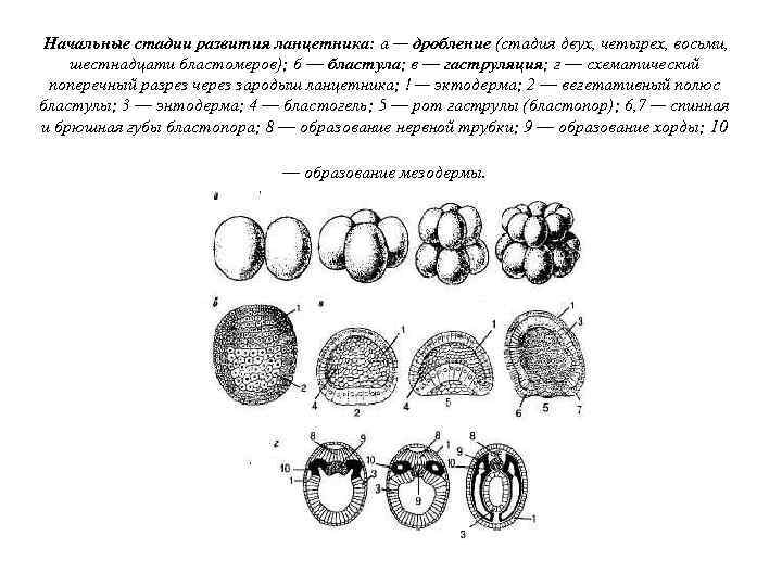 Начальные стадии развития ланцетника: а — дробление (стадия двух, четырех, восьми, шестнадцати бластомеров); б