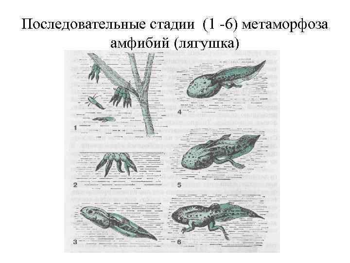 Последовательные стадии (1 -6) метаморфоза амфибий (лягушка) 
