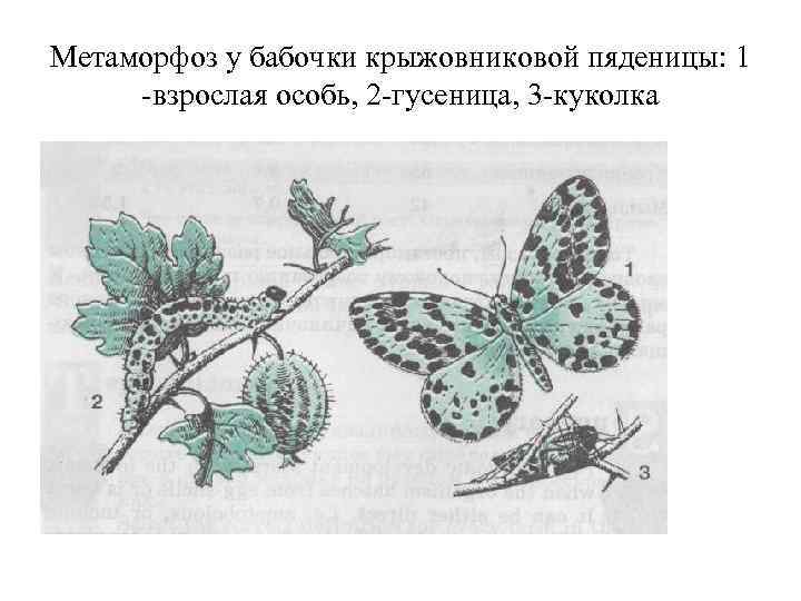 Метаморфоз у бабочки крыжовниковой пяденицы: 1 -взрослая особь, 2 -гусеница, 3 -куколка 