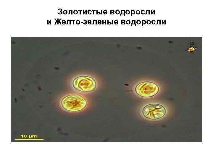 Золотистые водоросли и Желто-зеленые водоросли 