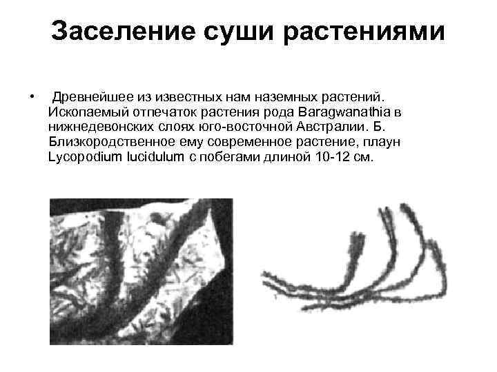 Заселение суши растениями • Древнейшее из известных нам наземных растений. Ископаемый отпечаток растения рода
