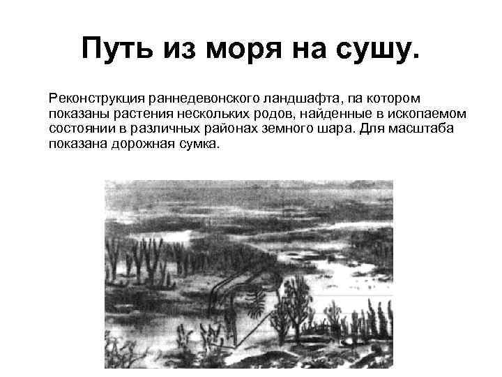Путь из моря на сушу. Реконструкция раннедевонского ландшафта, па котором показаны растения нескольких родов,