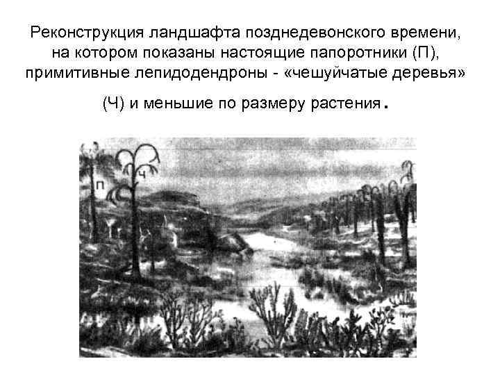 Реконструкция ландшафта позднедевонского времени, на котором показаны настоящие папоротники (П), примитивные лепидодендроны - «чешуйчатые