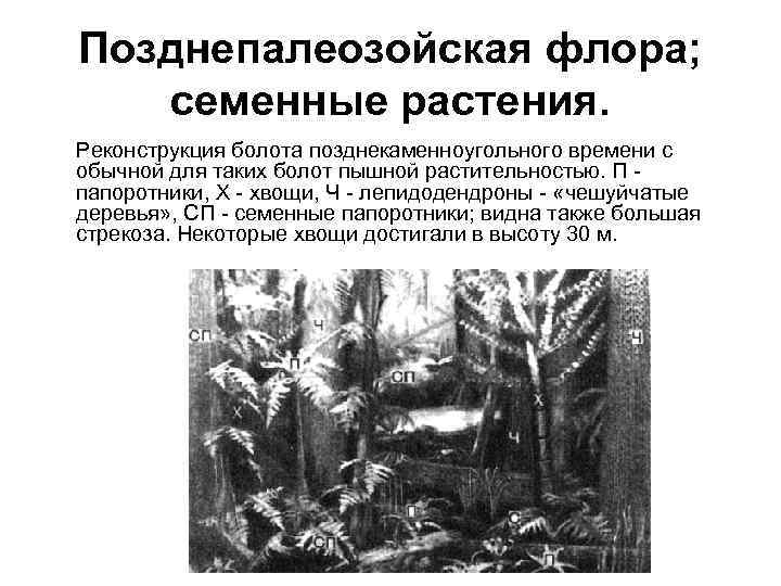 Позднепалеозойская флора; семенные растения. Реконструкция болота позднекаменноугольного времени с обычной для таких болот пышной
